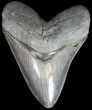 Serrated, Megalodon Tooth - South Carolina #43036-1